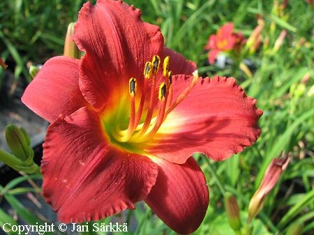 Hemerocallis Hybrida-Ryhm 'Pardon Me' tarhapivnlilja